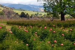 Coral peony flowers in bloom at Dove River Peonies, home of Pure Peony remedial skincare