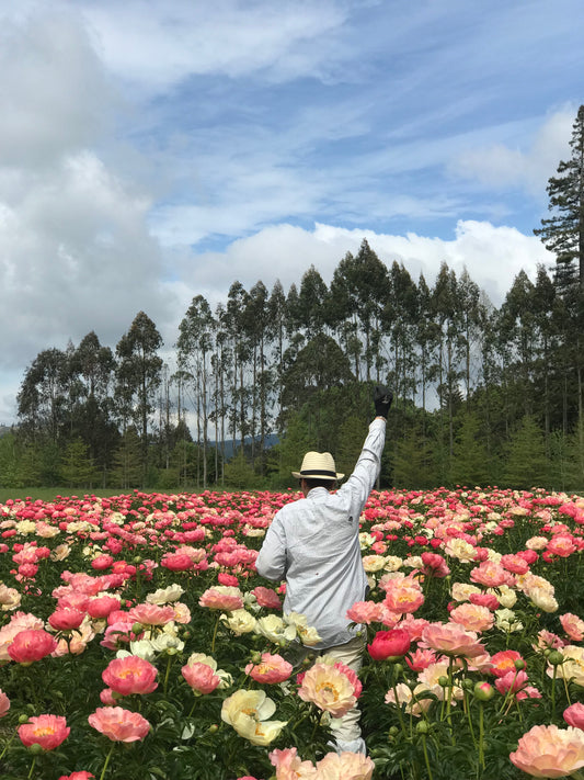 field of peonies