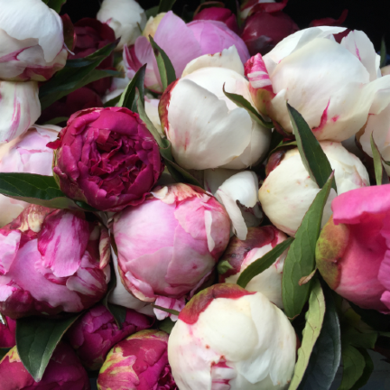 How to care for your fresh peonies