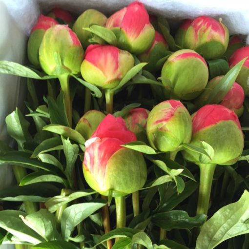 Peonies Now On Sale - Top Tips to Prolong Vase Life