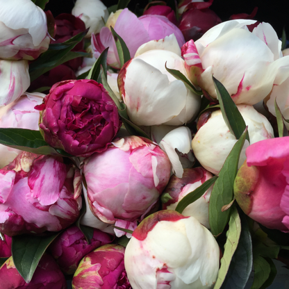 stunning colourful red pink and white tight peonies from NZs only organic peony farm