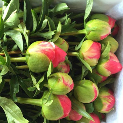 coral peony stems in box tight buds